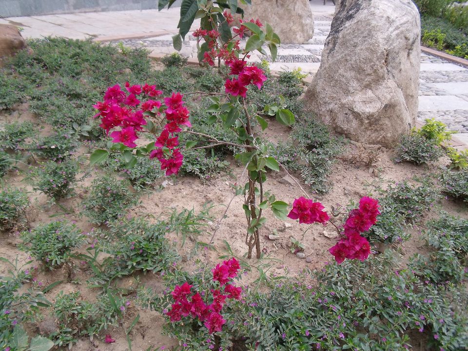 20100520 030.jpg