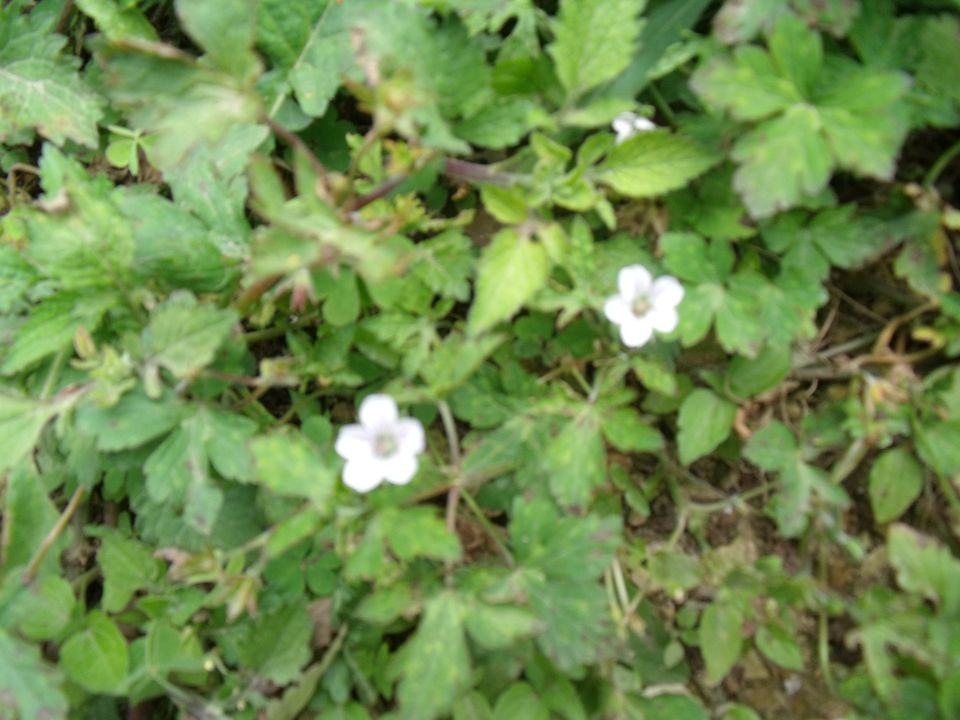 20100520 049.jpg