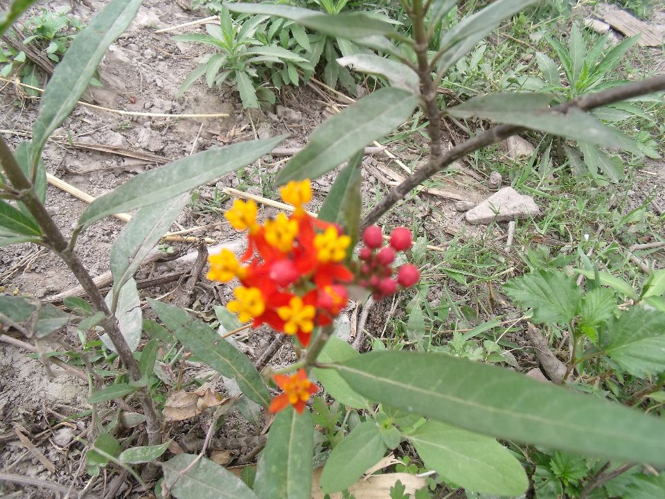 20100520 060.jpg