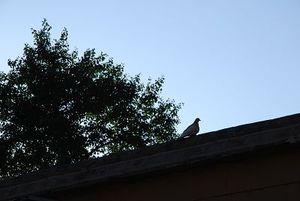 DSC_0353.JPG