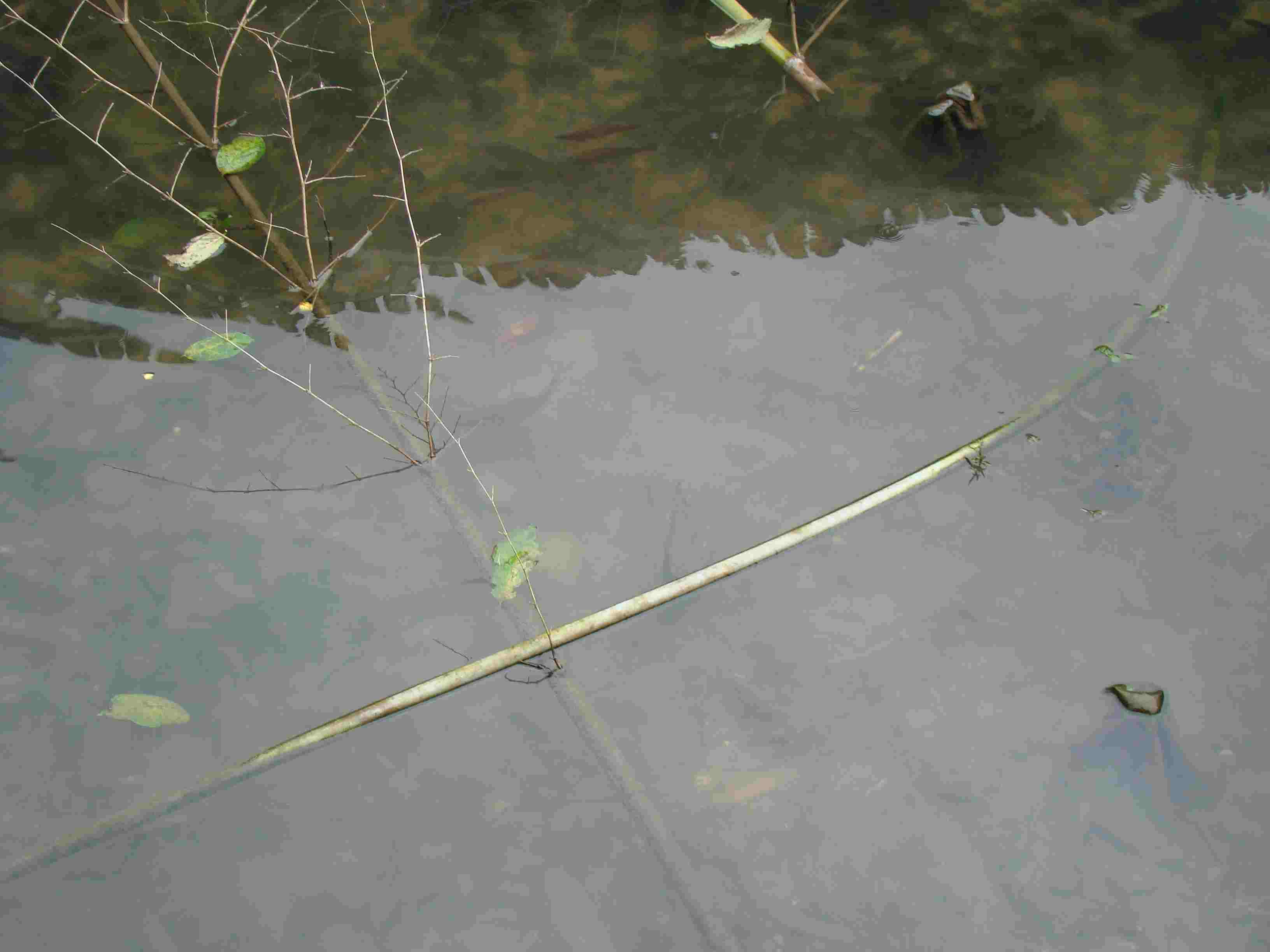 DSC04047.jpg