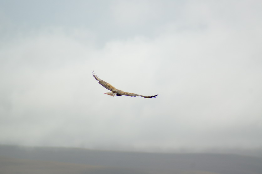 DSC09788.JPG