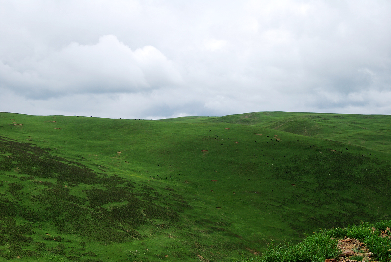 n60 442.jpg
