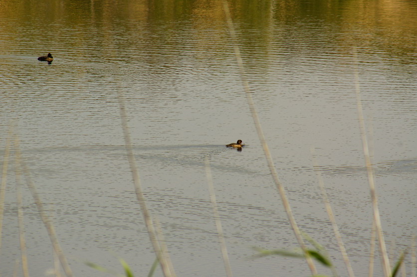 DSC08770.JPG