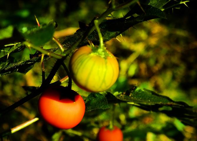 ������С DSCF0823.jpg