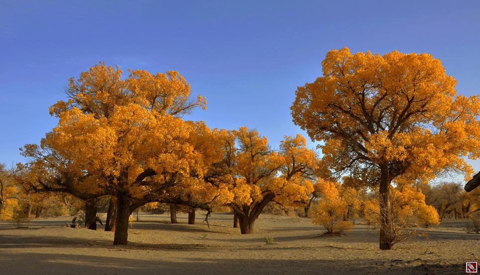 _DSC9452-1.JPG