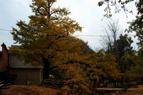 DSC_0236.jpg