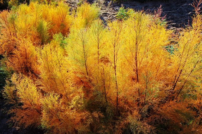 nEO_IMG_DSC_0137_neo_bak.jpg