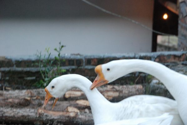 nEO_IMG_DSC_4884.jpg