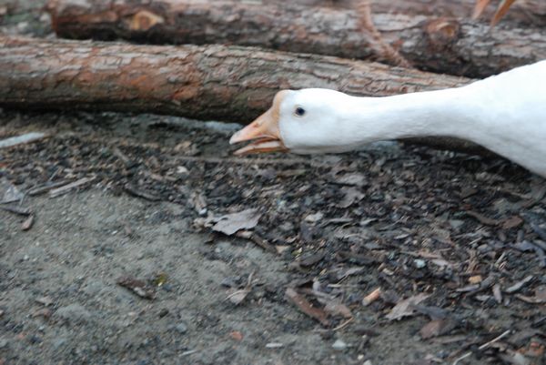 nEO_IMG_DSC_4886.jpg