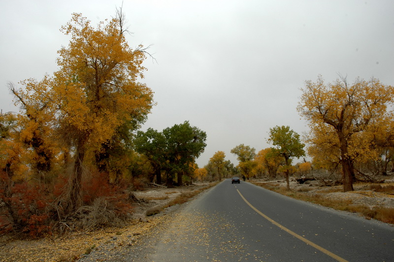 DSC_2385_������С.JPG