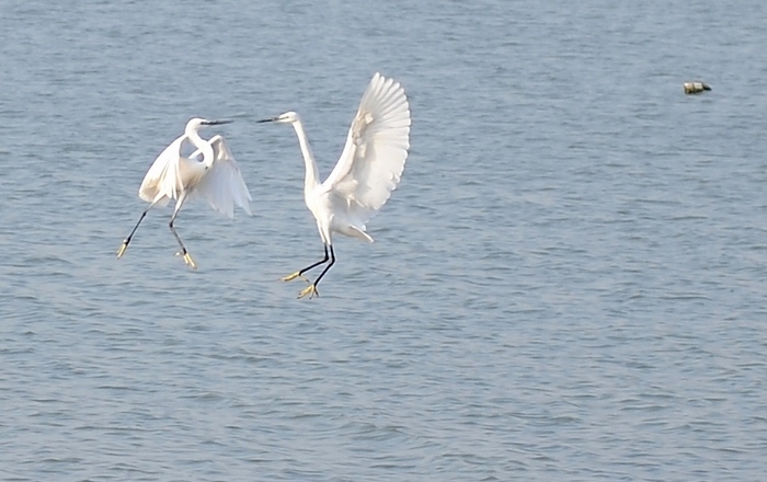 DSC_0935.JPG
