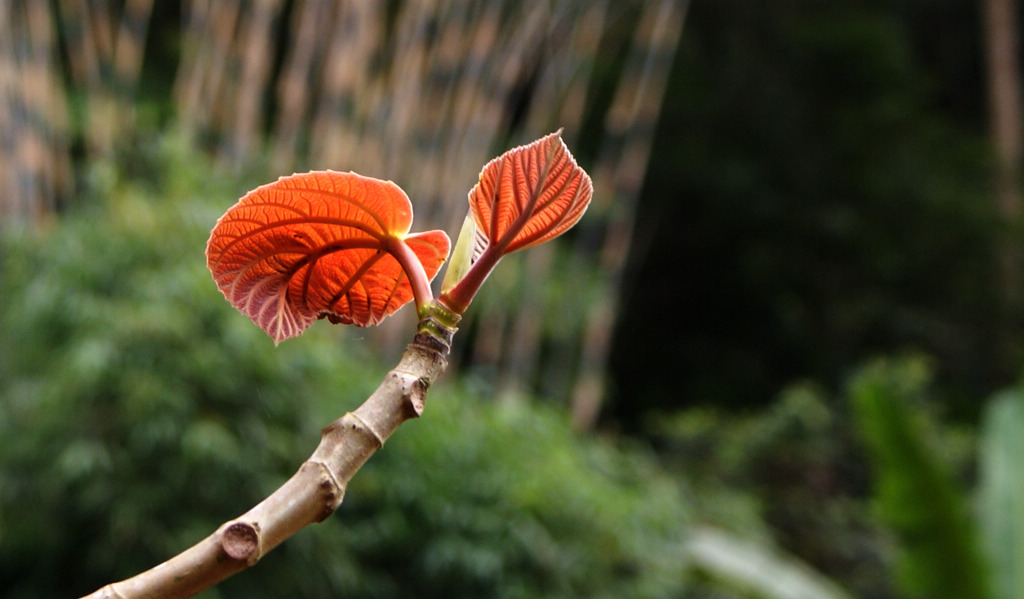 DSC01199.jpg