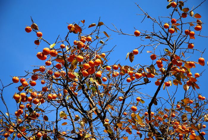DSC_0405.JPG