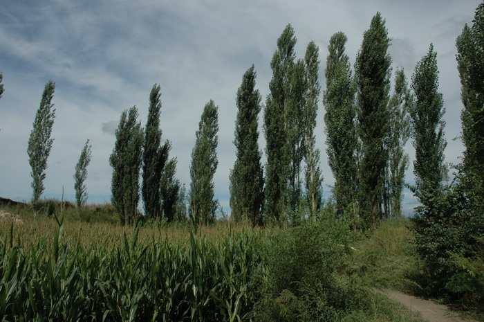 DSC_6387_������С.JPG