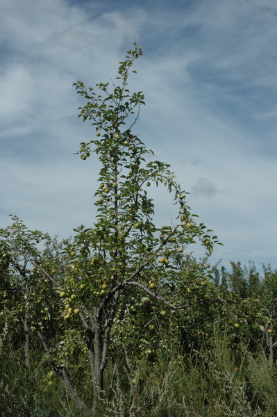 DSC_6348_������С.JPG