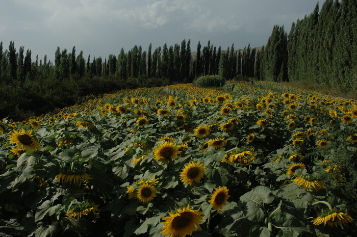DSC_7596_������С.JPG