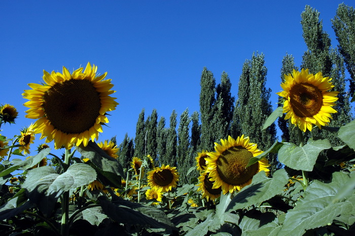 DSC_8221_������С.jpg