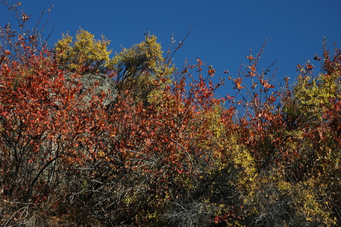 DSC_9594_������С.JPG