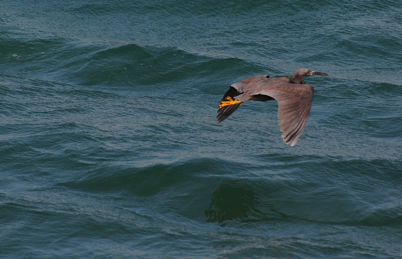 DSC_0684.jpg