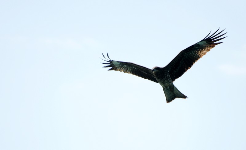 DSC_0507.jpg