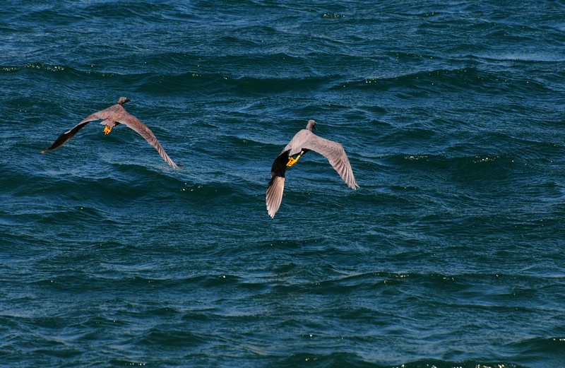 DSC_0693.jpg