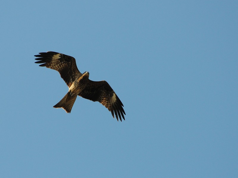 DSC_0745.jpg