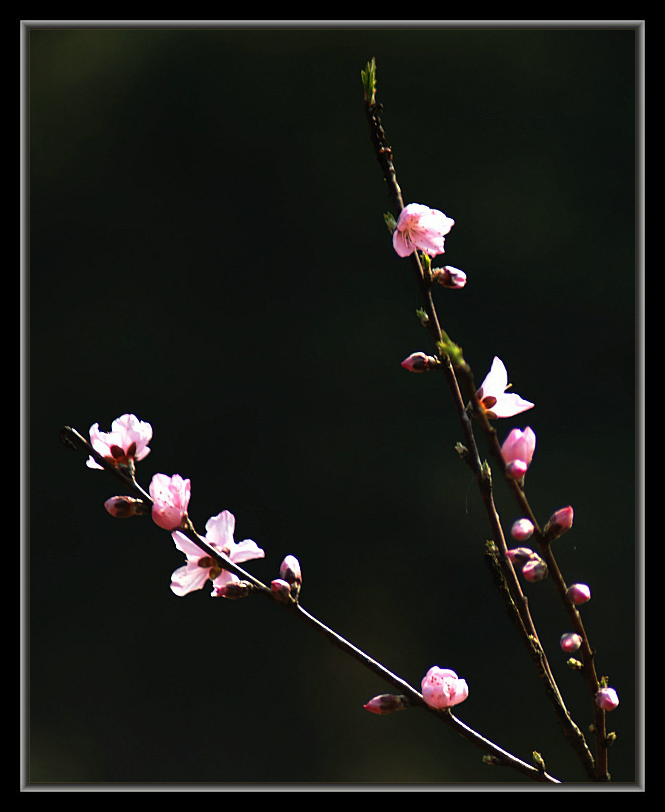 DSC09831.jpg