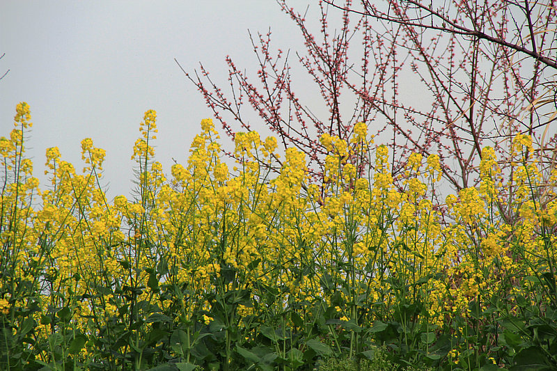 IMG_5389_1.jpg