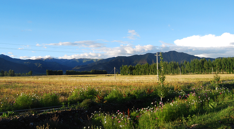 n60 1177.jpg