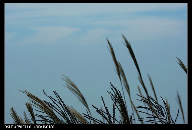 DSC08575.jpg