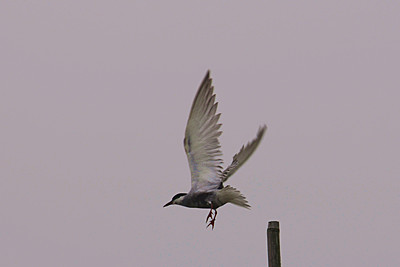 img_1107_����.jpg