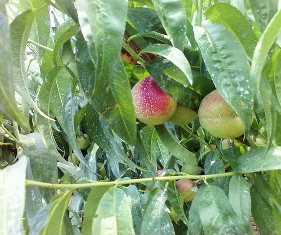 QQ��ͼ20110714154436.jpg