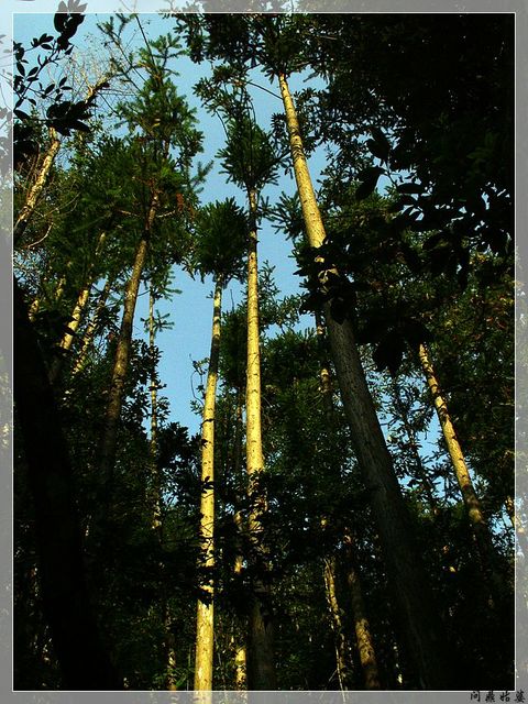PICT9520.jpg