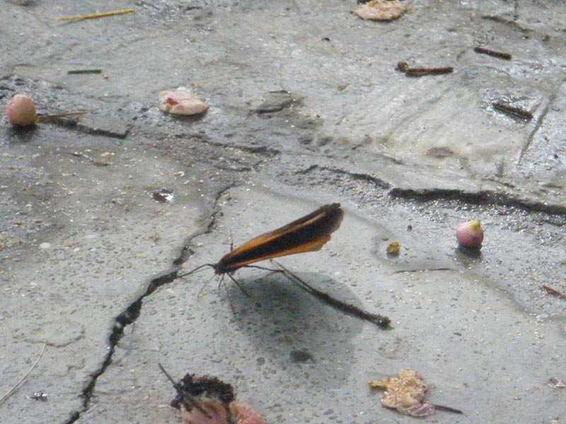 DSCF4108.jpg