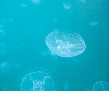 twin lagoon���޶�ˮĸ.jpg