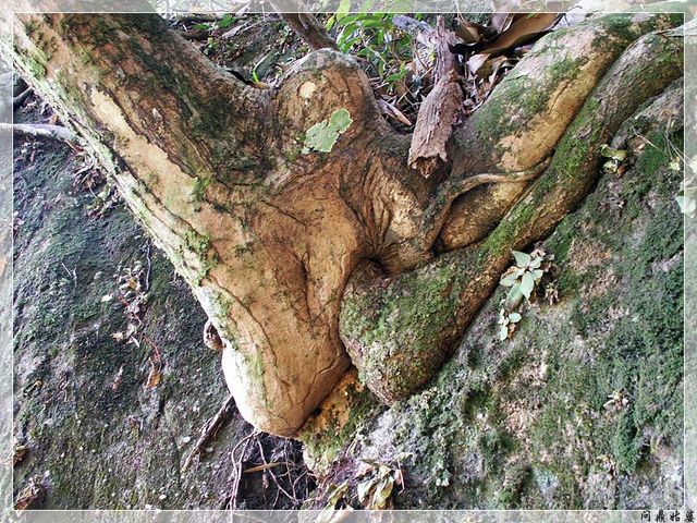 PICT9575.jpg