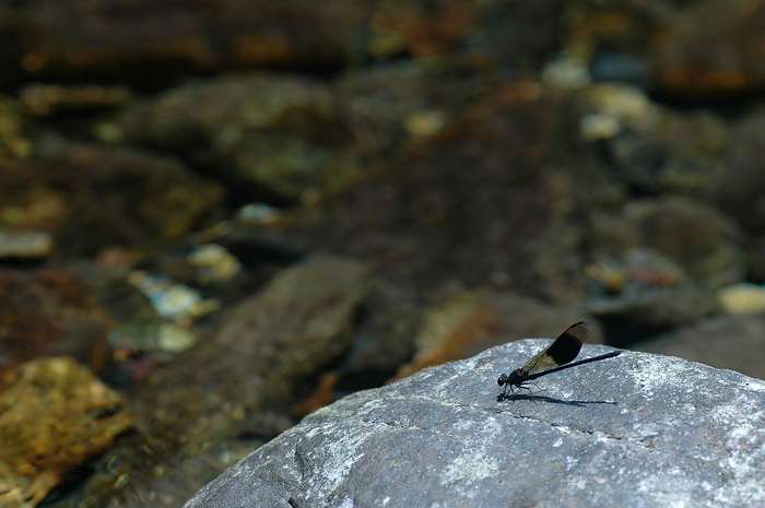 DSC_8303.jpg