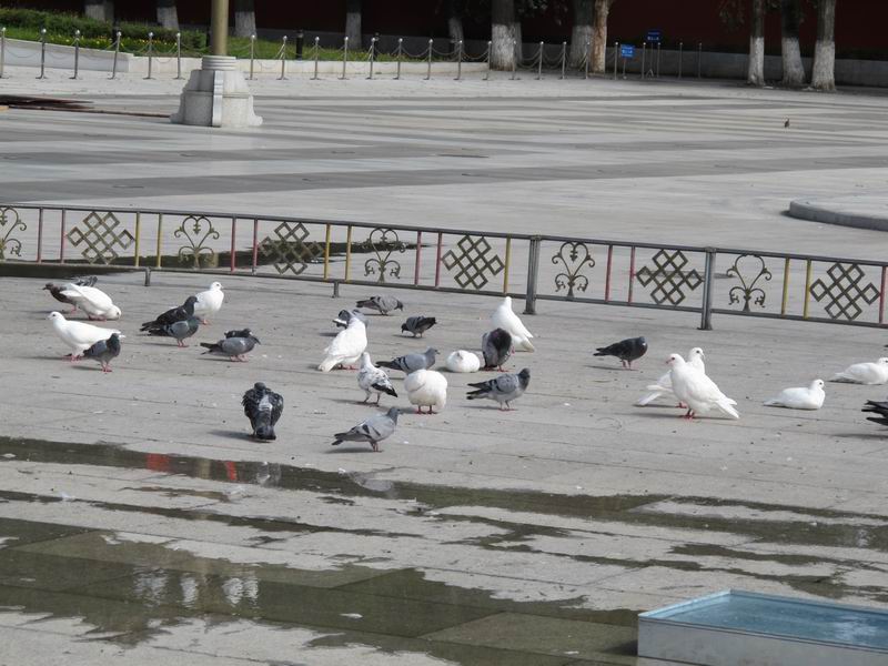 IMG_1055.jpg