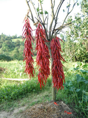 DSCF4296.JPG