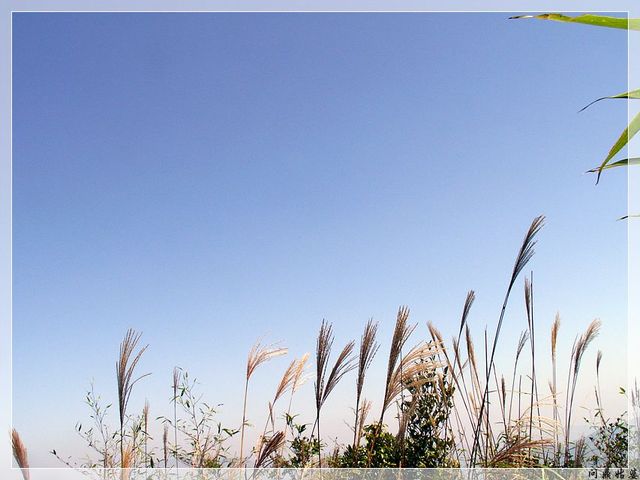 PICT9603.jpg