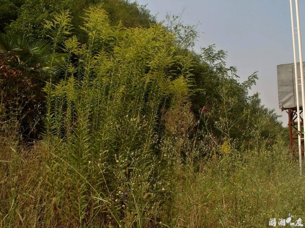 conew_s1053701.jpg