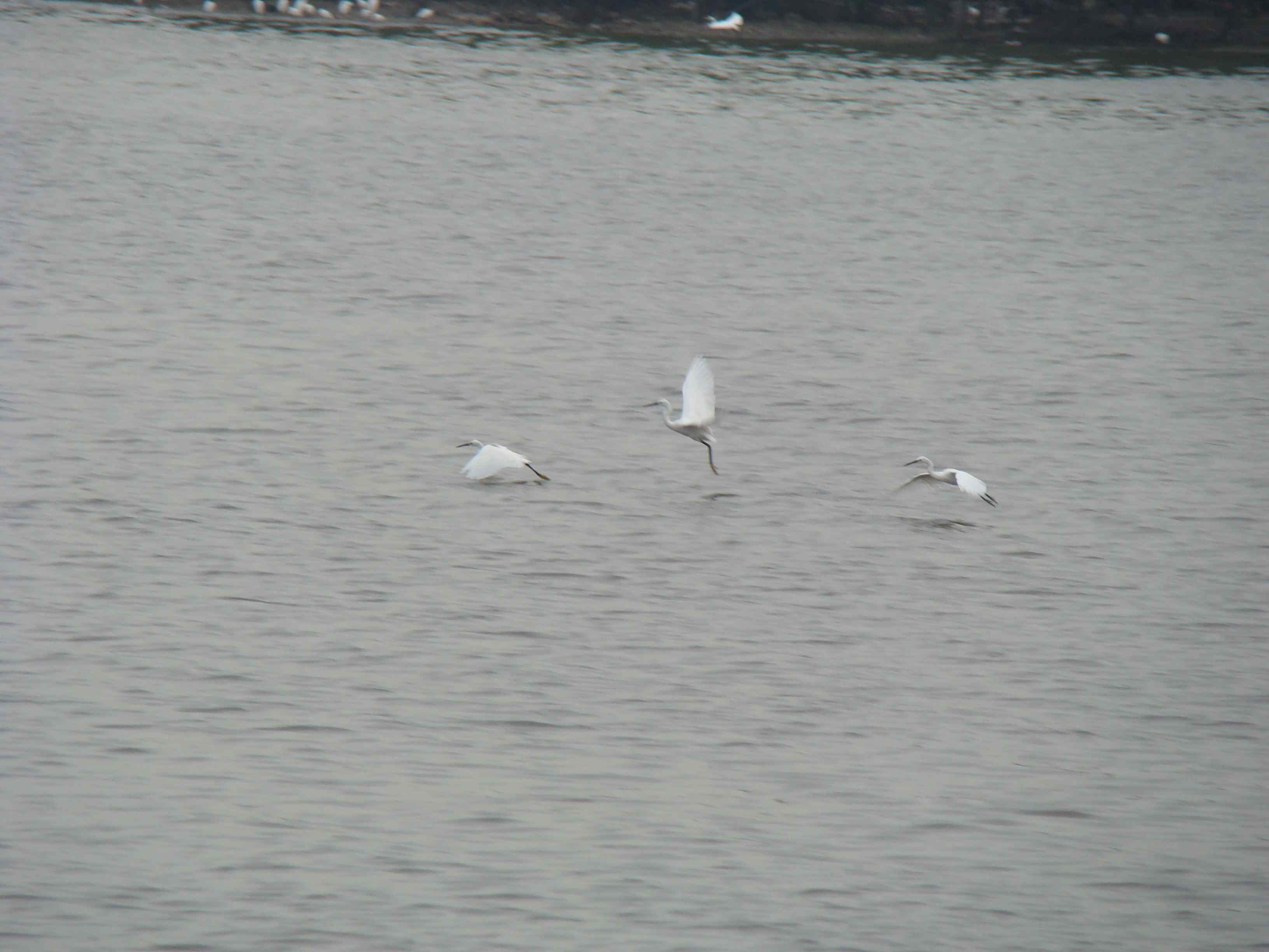 DSC06803.jpg