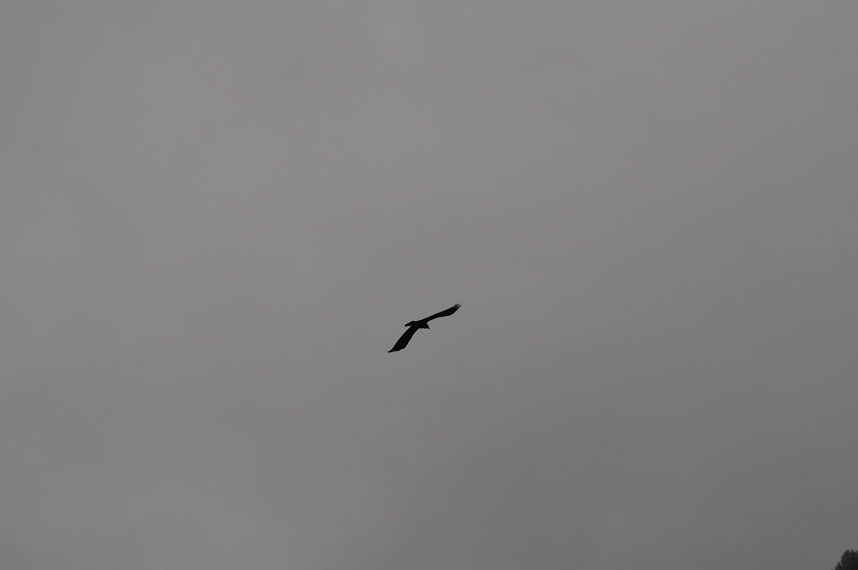 DSC_0445.JPG