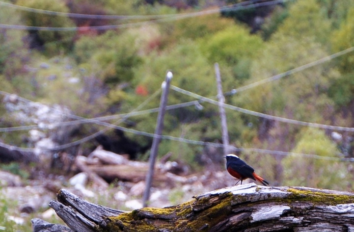 DSC_0232a.jpg