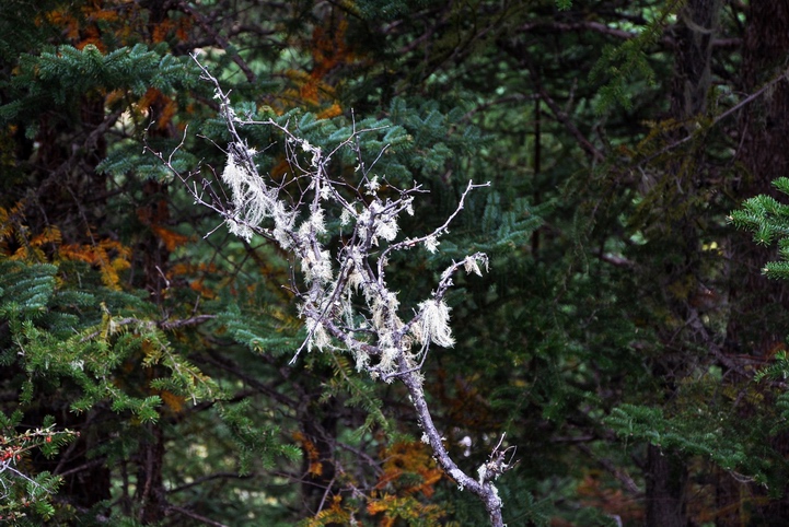 DSC_0229a.jpg