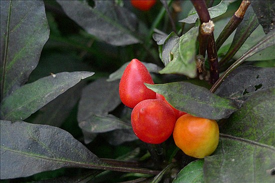 L1020119_����.jpg
