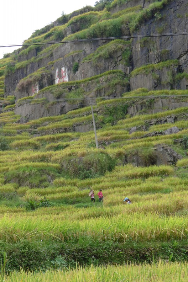 conew_p1010474.jpg