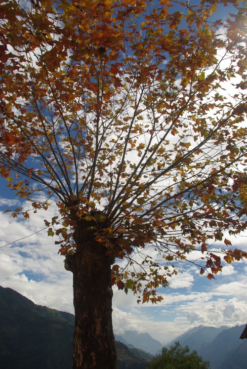 IMGP2557_conew1.jpg
