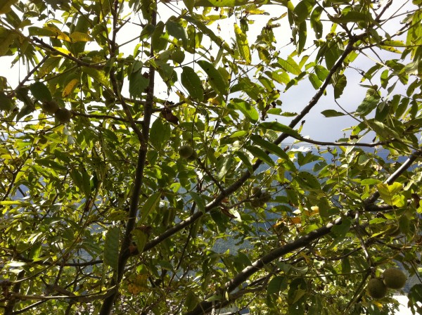 conew_100apple_img_0977.jpg
